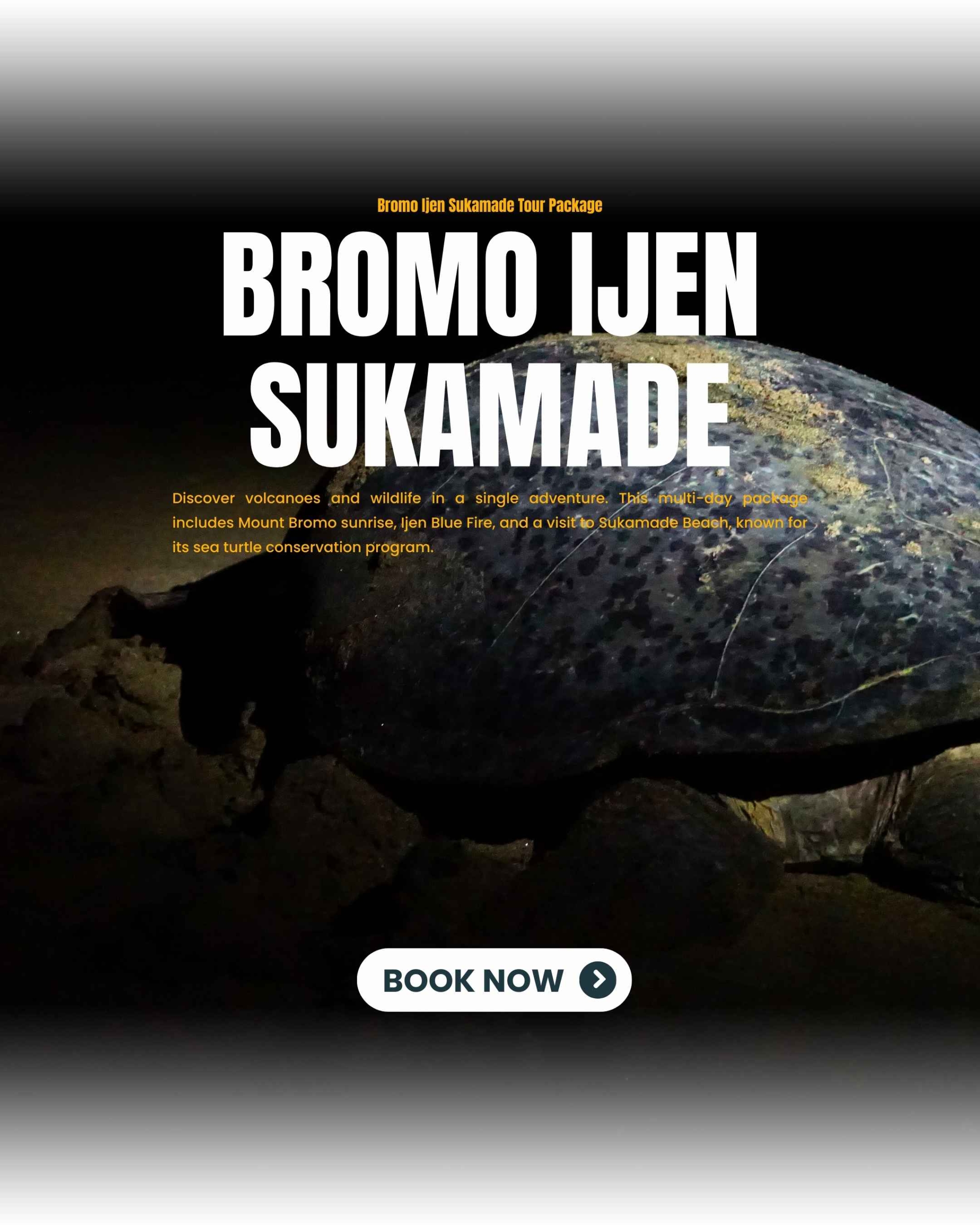 Sea turtle conservation activity at Sukamade Beach East Java